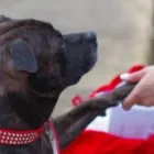 Business 5 image KIRSTY'S PAWS Pets & Animals in Bournemouth Do