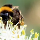 Business 2 image KPN WASP NEST REMOVAL Pest & Animal Control in Croydon Gr