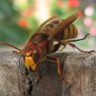 Business 5 image KPN WASP NEST REMOVAL Pest & Animal Control in Croydon Gr