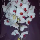 Business 8 image L & B BAIRD LTD Florists in Glasgow La