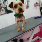 Business 1 image LABRADORABLE MOBILE DOG GROOMING Pets & Animals in Coventry We