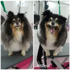 Business 4 image LABRADORABLE MOBILE DOG GROOMING Pets & Animals in Coventry We