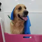 Business 6 image LABRADORABLE MOBILE DOG GROOMING Pets & Animals in Coventry We