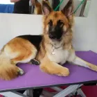 Business 8 image LABRADORABLE MOBILE DOG GROOMING Pets & Animals in Coventry We
