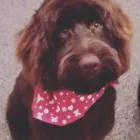 Business 9 image LABRADORABLE MOBILE DOG GROOMING Pets & Animals in Coventry We