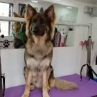 Business 11 image LABRADORABLE MOBILE DOG GROOMING Pets & Animals in Coventry We