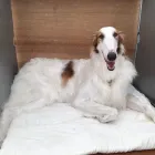 Business 12 image LABRADORABLE MOBILE DOG GROOMING Pets & Animals in Coventry We