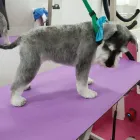 Business 16 image LABRADORABLE MOBILE DOG GROOMING Pets & Animals in Coventry We