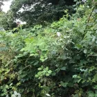 Business 6 image LAWN & GARDENS LTD Landscapers in Birmingham We