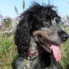 Business 5 image LES CAVES DE PYRENE LTD Wine in Guildford Su