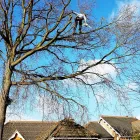 Business 1 image LONDON TREE SPECIALIST Tree Services in Potters Bar He