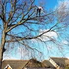 Business 4 image LONDON TREE SPECIALIST Tree Services in Potters Bar He