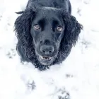 Business 2 image MANCHESTER AND CHESHIRE PET CREMATORIUM Veterinary Services in SALE Ch