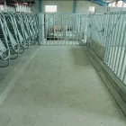 Business 11 image MANNEQUIN MUTTS Dog & Cat Grooming in Birkenhead Me