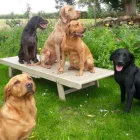 Business 16 image MEDDRROWS Pets & Animals in Preston La