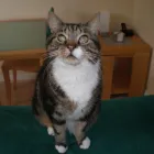 Business 12 image MIDDLESEX HOME & BUILDING SERVICES UK Builders in Northolt Mi