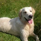 Business 14 image MIDDLESEX HOME & BUILDING SERVICES UK Builders in Northolt Mi