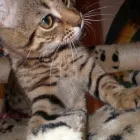 Business 7 image MIDDLESEX HOME & BUILDING SERVICES UK Builders in Northolt Mi