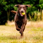 Business 3 image MILLERS IMAGE LIMITED (MIL PET PHOTOGRAPHY) Photographic Services in Windsor Be