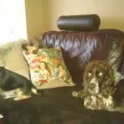 Business 1 image MING'S GARDEN Takeaway Food in Leicester Le