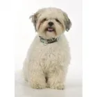 Business 4 image MUTTLEY'S DOG SUPPLIES & CLASSES Dog Training in Epsom Su