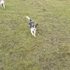 Business 3 image NATALIE'S WALKIES Pets & Animals in Romford Gr