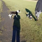 Business 4 image NATALIE'S WALKIES Pets & Animals in Romford Gr