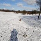 Business 9 image NATALIE'S WALKIES Pets & Animals in Romford Gr