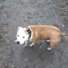 Business 10 image NATALIE'S WALKIES Pets & Animals in Romford Gr