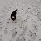 Business 11 image NATALIE'S WALKIES Pets & Animals in Romford Gr