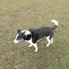 Business 13 image NATALIE'S WALKIES Pets & Animals in Romford Gr