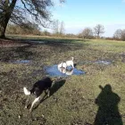 Business 14 image NATALIE'S WALKIES Pets & Animals in Romford Gr