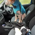 Business 15 image NATALIE'S WALKIES Pets & Animals in Romford Gr