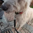 Business 18 image NATALIE'S WALKIES Pets & Animals in Romford Gr