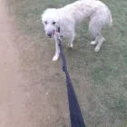 Business 19 image NATALIE'S WALKIES Pets & Animals in Romford Gr