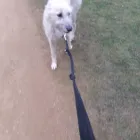 Business 21 image NATALIE'S WALKIES Pets & Animals in Romford Gr