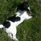 Business 14 image NEIGHBOURHOOD PET CARE Home & Pet Sitting in Huddersfield We