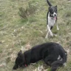 Business 8 image NEIGHBOURHOOD PET CARE Home & Pet Sitting in Huddersfield We