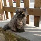 Business 9 image NEIGHBOURHOOD PET CARE Home & Pet Sitting in Huddersfield We