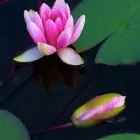 Business 9 image NICK BALDWIN GARDEN DESIGN Garden Designers in Reading Be