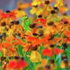 Business 4 image NICK BALDWIN GARDEN DESIGN Garden Designers in Reading Be