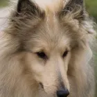 Business 2 image NORTHAMPTON DOG WALKER Pets & Animals in Northampton No