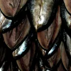 Business 13 image NORTHGATE FISH Fishmongers in GREAT YARMOUTH No