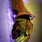 Business 8 image NORTHGATE FISH Fishmongers in GREAT YARMOUTH No