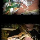 Business 3 image OLYMPIA PETS LTD Pet Shops in Glasgow La