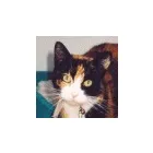 Business 1 image OPTIMA CONSULTANCY SERVICES LTD Marketing & Advertising Consultants in Coventry We