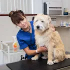 Business 5 image PARKER & CROWTHER VETS, FORMBY Veterinary Services in Liverpool Me