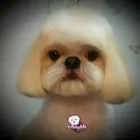Business 5 image PAWFECT STYLE Pets & Animals in West Drayton Mi