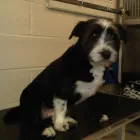 Business 5 image PAWGEOUS POOCHES Dog & Cat Grooming in Chessington Su