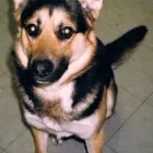 Business 2 image PAWS AND WALKS Pets & Animals in Coventry We